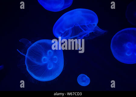 Meduse comune (Aurelia aurita) con uno sfondo scuro in toni di blu (anche chiamato, luna meduse, moon jelly, o saucer jelly) Foto Stock