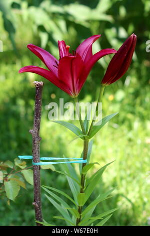 Rosso scuro o Giglio Lilium completamente aperto in fiore fiori perenni accanto al fiore chiuso bud legato al supporto in legno stick su foglie verdi piantate in background Foto Stock