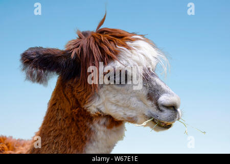Cloaeup di marrone e bianco faccia alpaca con erba in bocca, contro sfondo blu Foto Stock