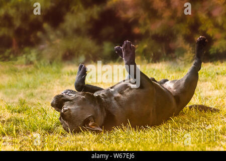 Nero Staffordshire Bull Terrier cane sdraiato sul prato con le sue gambe in aria, sottosopra. Foto Stock