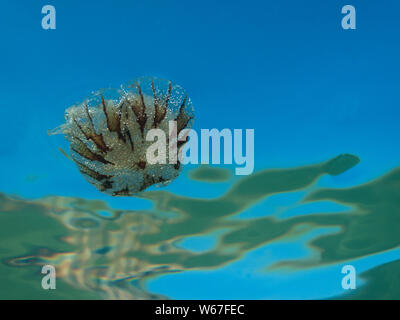 Una piccola medusa dalla famiglia di compass medusa (Chrysaora hysoscella) nel mare Mediterraneo. Foto Stock