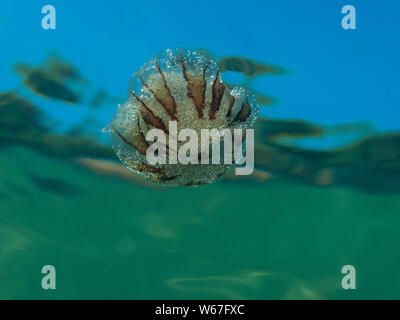 Una piccola medusa dalla famiglia di compass medusa (Chrysaora hysoscella) nel mare Mediterraneo. Foto Stock