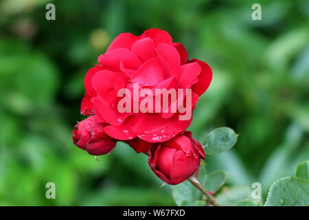 Completamente aperto a strati in fiore rosso luminoso giardino Rose circondata con chiuso boccioli di rosa coperta con gocce di pioggia in locale Urbano garden Foto Stock