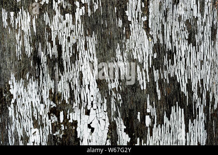 La vernice bianca incrinato e distaccata sulla vecchia porta di legno compensato Foto Stock