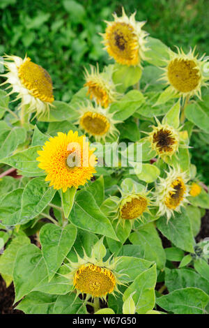 Splendida fioritura girasoli decorativi su uno sfondo sfocato Foto Stock
