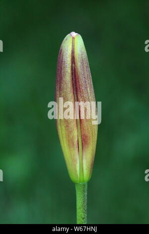 Lily o Lilium rosso scuro completamente chiuso perenne germoglio di fiore in attesa di aprire e bloom su foglie di colore verde scuro sfondo piantato nel locale Urbano garden Foto Stock