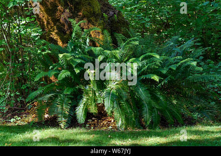 O: Douglas County, Cascades pendio ovest, nord Umpqua Valley. Albero di grandi dimensioni nel Rock Creek Area picnic, Bureau of Land Management (BLM) Foto Stock