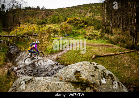 DJOUCE, Wicklow, Irlanda. Un mountain biker schizzi attraverso un flusso su un sentiero mtb Foto Stock