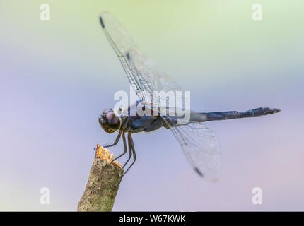 Una libellula siede su un ramoscello a Kenilworth giardini acquatici in Washington, DC, Foto Stock