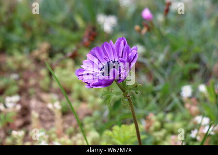 Vista laterale di Anemone pianta perenne con viola completamente aperta petali di fiore e nero scuro center cresce in giardino locale caldo sulla soleggiata giornata di primavera Foto Stock