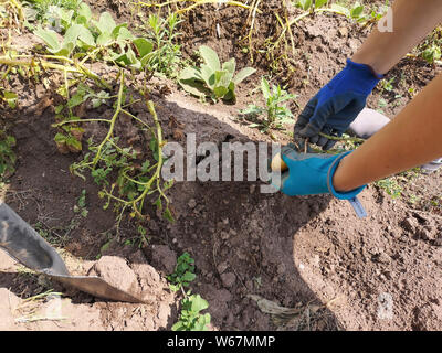 Donna scavò le patate non spruzzate che aveva cresciuto nel suo giardino. Foto Stock