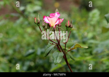Piccolo giardino rose con petali di colore bianco e rosa circondata di bordo chiuso con boccioli di rosa e foglie di colore verde scuro in locale Urbano garden Foto Stock