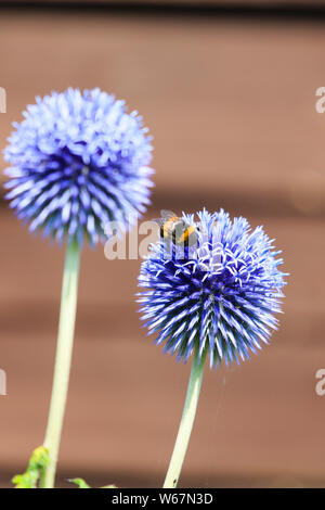 Bumble Bee alimentazione su Blue Globe Thistle, echinops bannaticus, Foto Stock