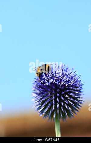 Bumble Bee alimentazione su Blue Globe Thistle, echinops bannaticus, Foto Stock