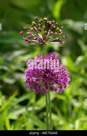 Due Allium o cipolla ornamentali round flower capi composto da decine di aprire completamente la fioritura e parzialmente chiuso a forma di stella luce viola fiori crescono Foto Stock