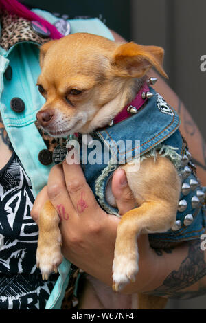 Blackpool, Lancashire, Regno Unito. 31 Luglio, 2019. Toya e il suo animale domestico Chihuahua Nancy presso la ribellione festival più grande del mondo punk festival di Blackpool. All'inizio di agosto, Blackpool Winter Gardens ospita una massiccia linea di punk band per la ventunesima edizione del Festival di ribellione che attirano migliaia di turisti per il resort. Oltre 4 giorni di ogni mese di agosto in Blackpool, davvero il meglio del punk si riuniscono per questo evento sociale dell'anno con 4 giorni di musica attraverso 6 tappe con masse di bande. Credito; MediaWorldImages/Alamy Live News Foto Stock