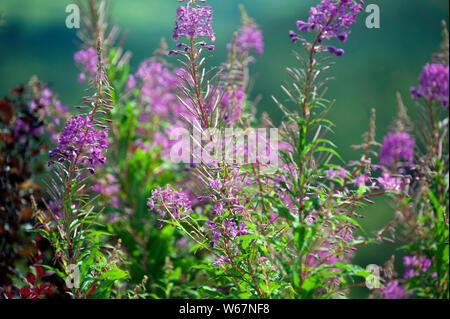 Foxglove fiori, Digitalis, Bunclody, Monte Leinster, Wexford, Carlow, Irlanda, Europa Foto Stock