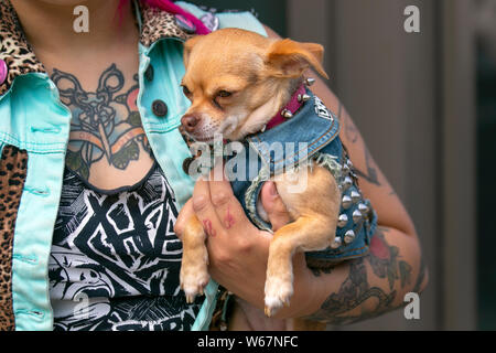 Toya e il suo animale domestico Chihuahua Nancy al Festival della ribellione, il più grande festival mondiale di punk a Blackpool. All’inizio di agosto, i Winter Gardens di Blackpool ospitano un’enorme serie di punk band per la ventunesima edizione del Rebellion Festival, che attrae migliaia di turisti nel resort. Più di 4 giorni ogni agosto a Blackpool, il meglio in Punk riunirsi per questo evento sociale dell'anno con 4 giorni di musica in 6 fasi con masse di gruppi. Foto Stock