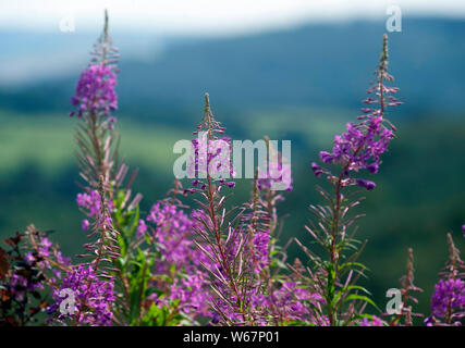 Foxglove fiori, Digitalis, Bunclody, Monte Leinster, Wexford, Carlow, Irlanda, Europa Foto Stock
