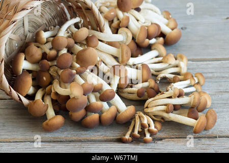 Pioppino funghi in un cesto su un tavolo di legno Foto Stock