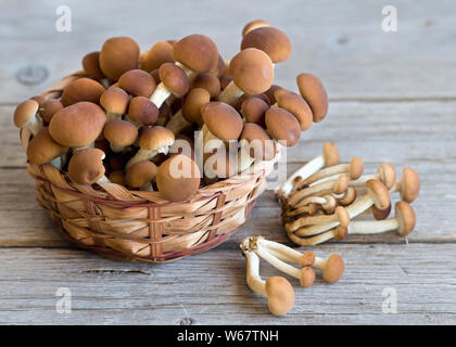 Pioppino funghi in un cesto su un tavolo di legno Foto Stock