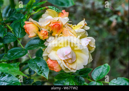 Rose Garden a Amburgo, Germania Foto Stock