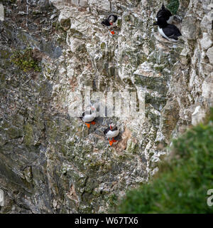 I puffini su scogliere a Flamborough Riserva Naturale, UK. Foto Stock