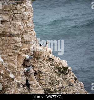 I puffini su scogliere a Flamborough Riserva Naturale, UK. Foto Stock