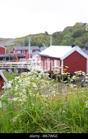 Prato con gotta weed davanti il Fishermans Shack nel villaggio di pescatori Nusfjord, Isole Lofoten in Norvegia. La messa a fuoco in primo piano. Foto Stock