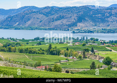 La viticoltura a Osoyoos, Okanagan Valley, Britsh Columbia, Canada Foto Stock