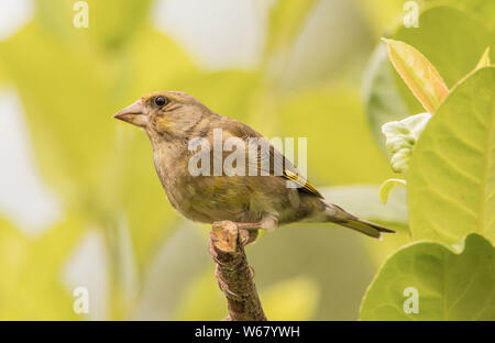 Verdone, bambino uccello selvatico, appollaiate su un ramo in una boccola di alloro in un giardino britannici durante l'estate del 2019 Foto Stock