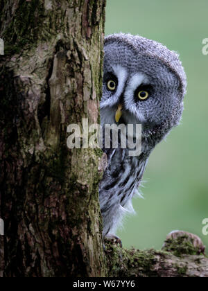 Grande Gufo grigio Peeking Foto Stock