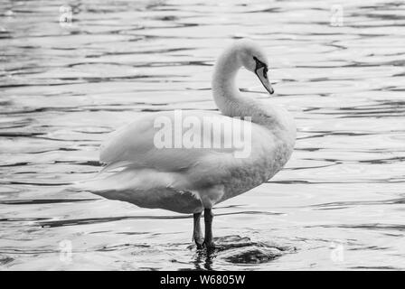 Swan Foto Stock