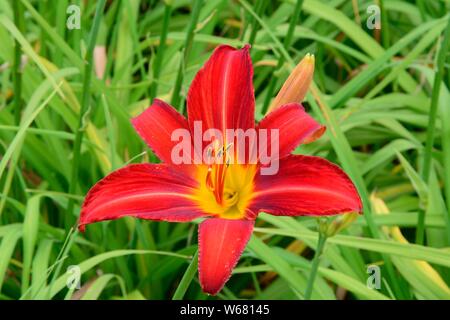 Hemerocallis Marocco Daylily rosso fiore singolo fiore Foto Stock