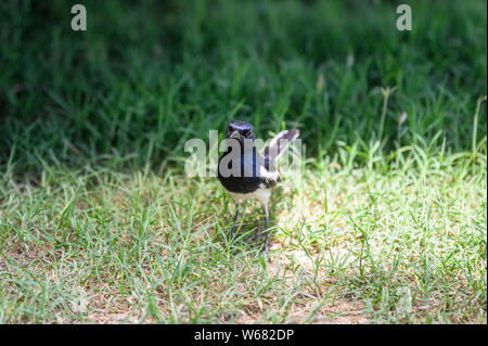 Oriental Magpie Robin, Copsychus saularis, Piccolo uccello in piedi su erba in campagna Foto Stock