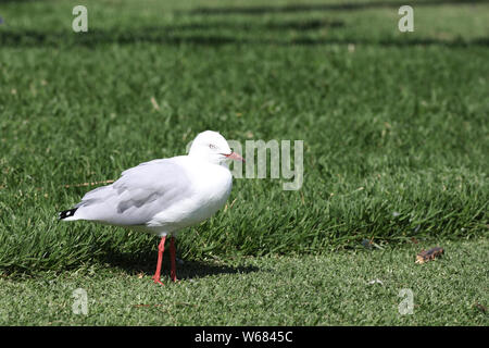 Un Gabbiano Argento, Chroicocephalus novaehollandiae, Chiudi vista Foto Stock