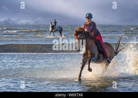 Cavallerizza / femmina cavallo Cavaliere a cavallo al galoppo attraverso acqua sulla spiaggia lungo la costa del Mare del Nord Foto Stock