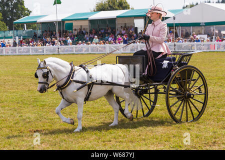 Brockenhurst, Hampshire, Regno Unito. Il 31 luglio 2019. Migliaia accorrono per la seconda giornata della nuova foresta & Hampshire County Visualizza per godere gli animali e le attività. Azionato il Concours d'eleganza. Credito: Carolyn Jenkins/Alamy Live News Foto Stock