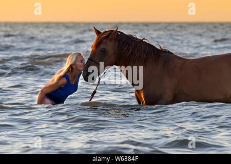 Cavallerizza / femmina cavallo Cavaliere kissing cavalli sul naso durante il bagno / sguazzare in acque poco profonde in estate lungo la costa del Mare del Nord Foto Stock