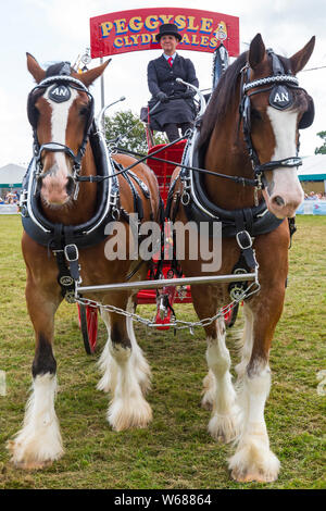 Brockenhurst, Hampshire, Regno Unito. Il 31 luglio 2019. Migliaia accorrono per la seconda giornata della nuova foresta & Hampshire County Visualizza per godere gli animali e le attività. Cavalli pesanti a ballare con la musica. Credito: Carolyn Jenkins/Alamy Live News Foto Stock