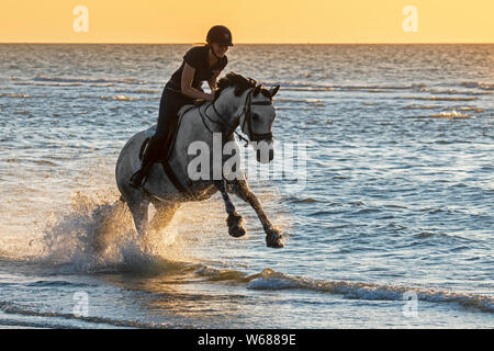 Cavallerizza / femmina cavallo Cavaliere a cavallo al galoppo attraverso acque poco profonde sulla spiaggia lungo la costa del Mare del Nord Foto Stock