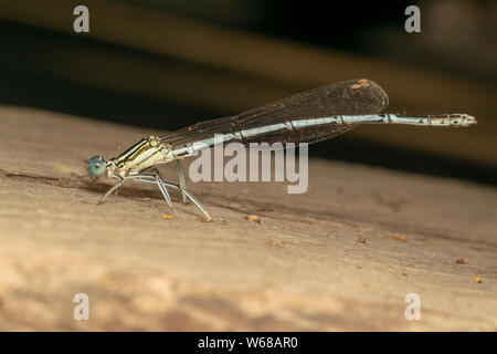 Bianco-zampe (Damselfly lat. Platycnemis pennipe), maschio, appollaiate sul tavolato in legno Foto Stock