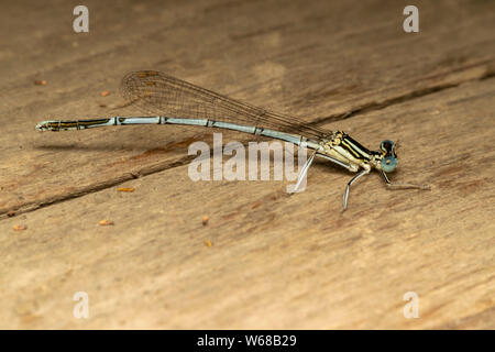 Bianco-zampe (Damselfly lat. Platycnemis pennipe), maschio, appollaiate sul tavolato in legno Foto Stock
