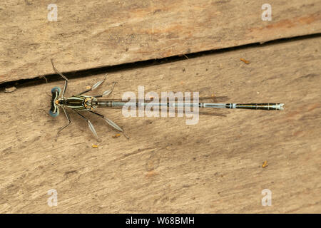 Bianco-zampe (Damselfly lat. Platycnemis pennipe), maschio, appollaiate sul tavolato in legno Foto Stock