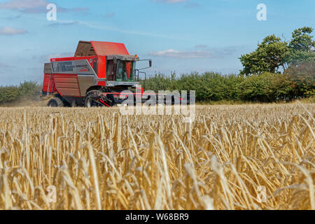 Una mietitrebbia Massey Ferguson Cerea 7278 che raccoglie il raccolto in un campo di orzo in estate Foto Stock