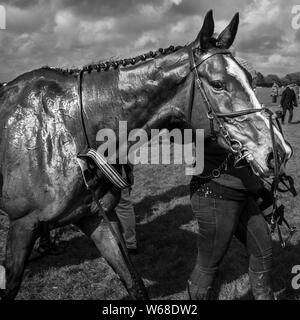 Quattro burrow caccia da punto a punto cavallo di razza 2019 Foto Stock