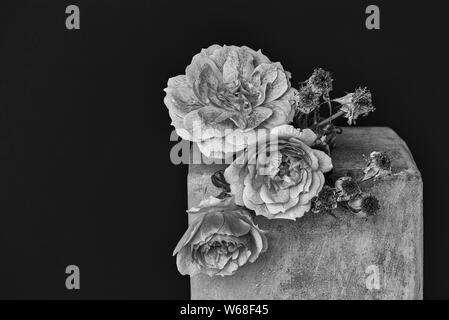 Monocromatico mazzetto di appassiti e la fioritura di rose sul grigio di un cubo di cemento su sfondo nero in vintage stile di pittura Foto Stock