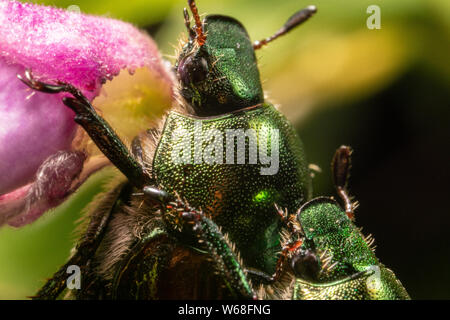 Due coleotteri giapponesi che si accoppiano su un fiore Foto Stock