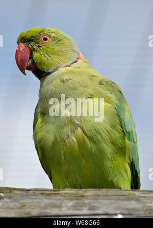 Un anello a collo di parrocchetto in Lincolnshire Wildlife Park, Friskney, Boston, Lincolnshire, Regno Unito. Pappagallo verde con becco rosso. Foto Stock