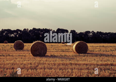 Appena arrotolato di balle di fieno in un campo in Ucraina. Balle di fieno sul campo dopo il raccolto Foto Stock